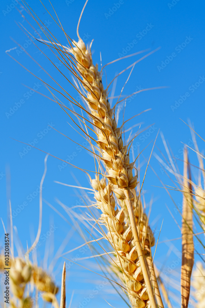 Golden ripe wheat under blue sky in sunlight in summer Golden ripe wheat under blue sky in sunlight in summer