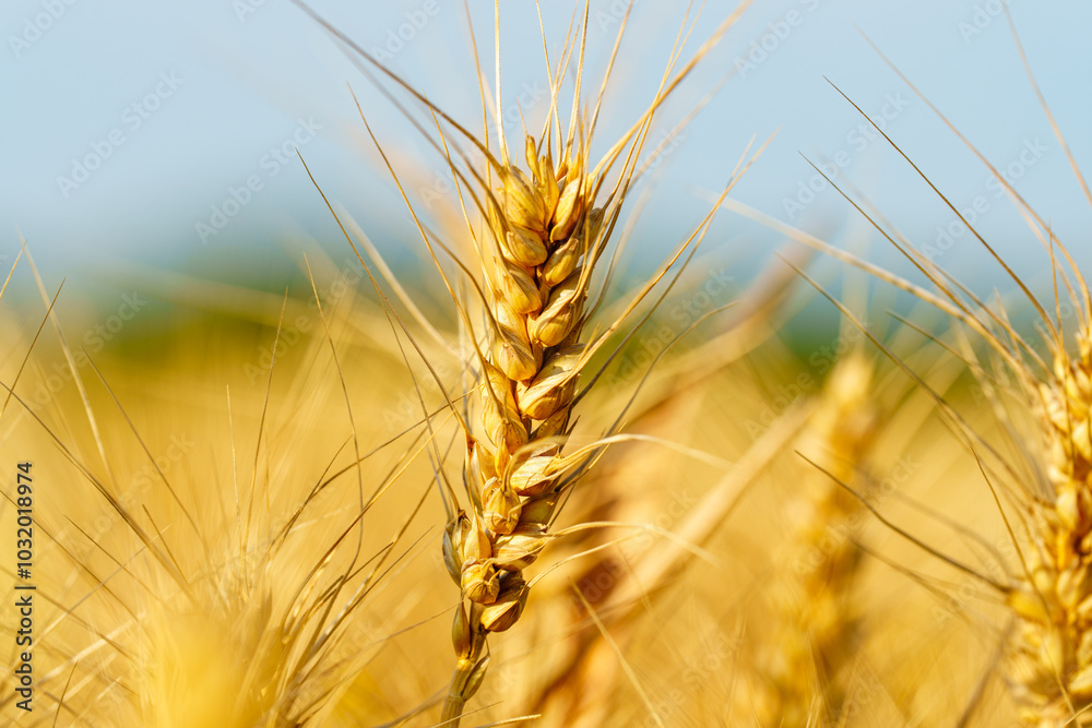 Golden ripe wheat under blue sky in sunlight in summer Golden ripe wheat under blue sky in sunlight in summer