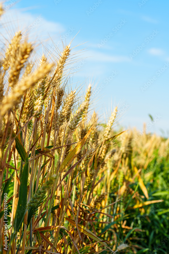 Golden ripe wheat under blue sky in sunlight in summer Golden ripe wheat under blue sky in sunlight in summer