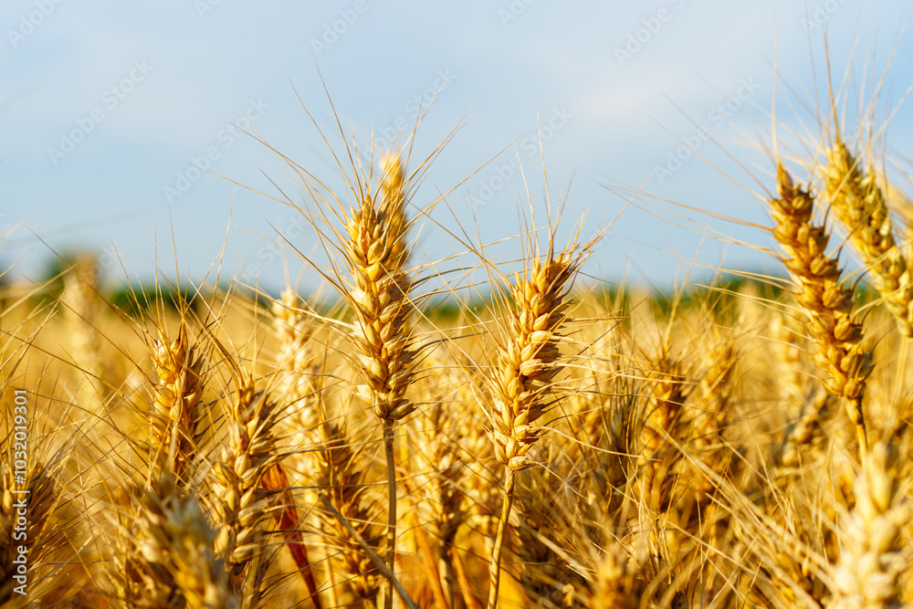 Golden ripe wheat under blue sky in sunlight in summer Golden ripe wheat under blue sky in sunlight in summer