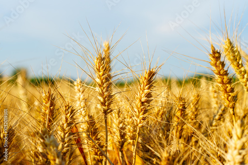 Golden ripe wheat under blue sky in sunlight in summer