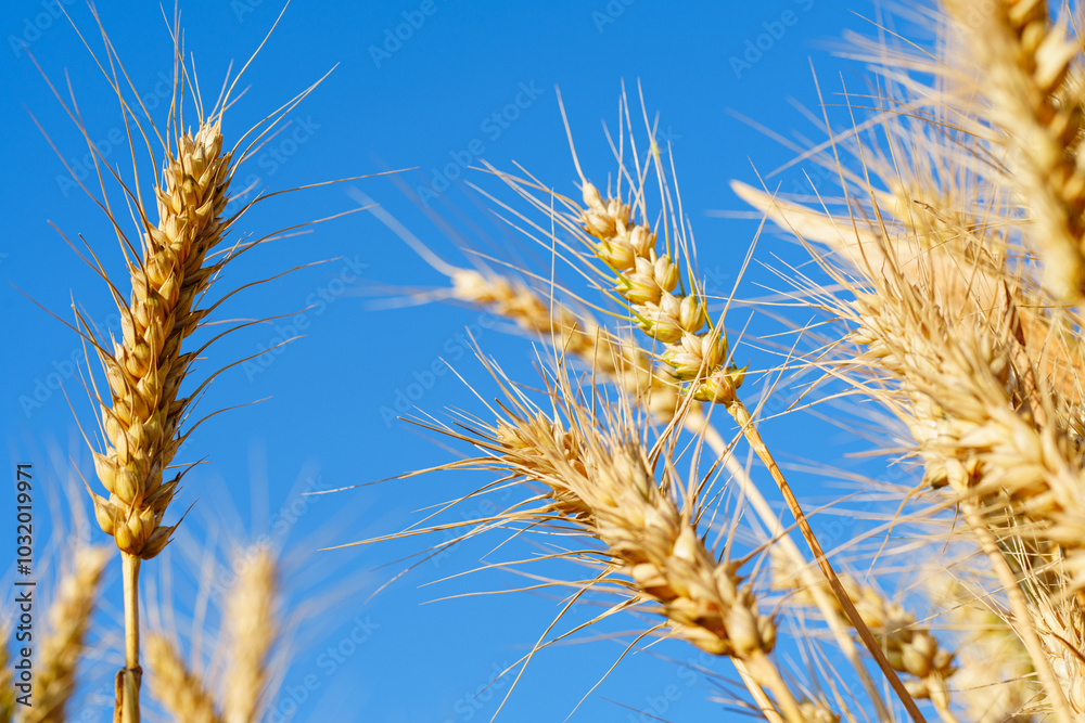 Golden ripe wheat under blue sky in sunlight in summer Golden ripe wheat under blue sky in sunlight in summer
