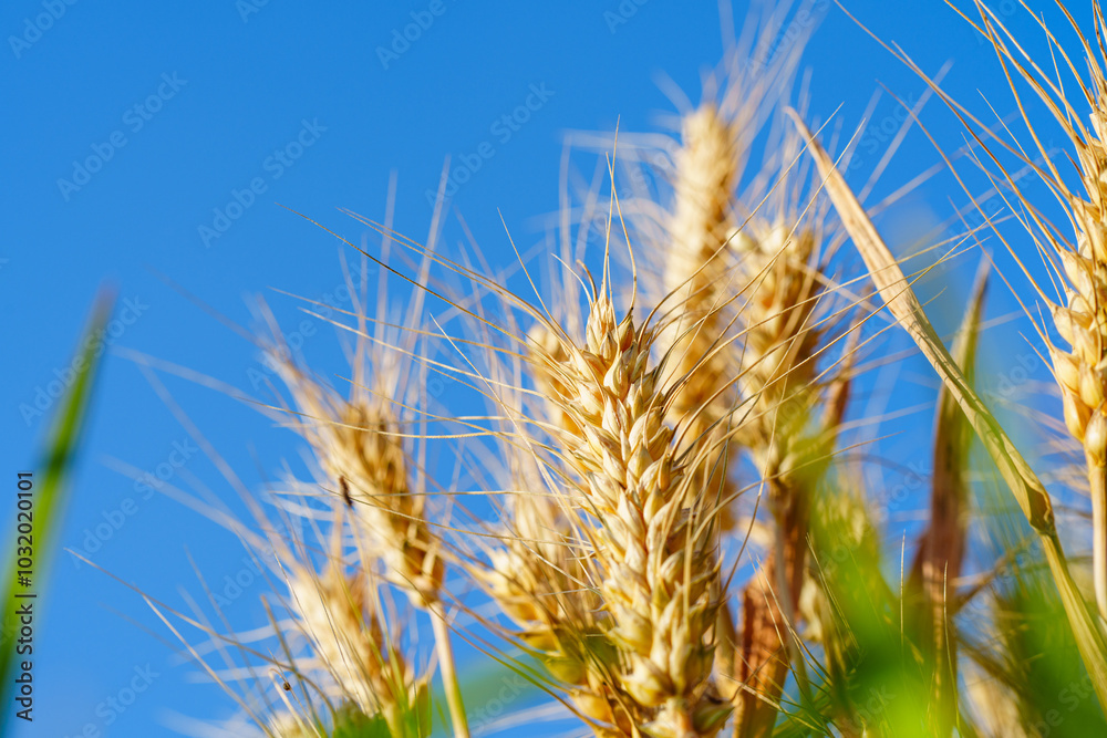 Golden ripe wheat under blue sky in sunlight in summer Golden ripe wheat under blue sky in sunlight in summer
