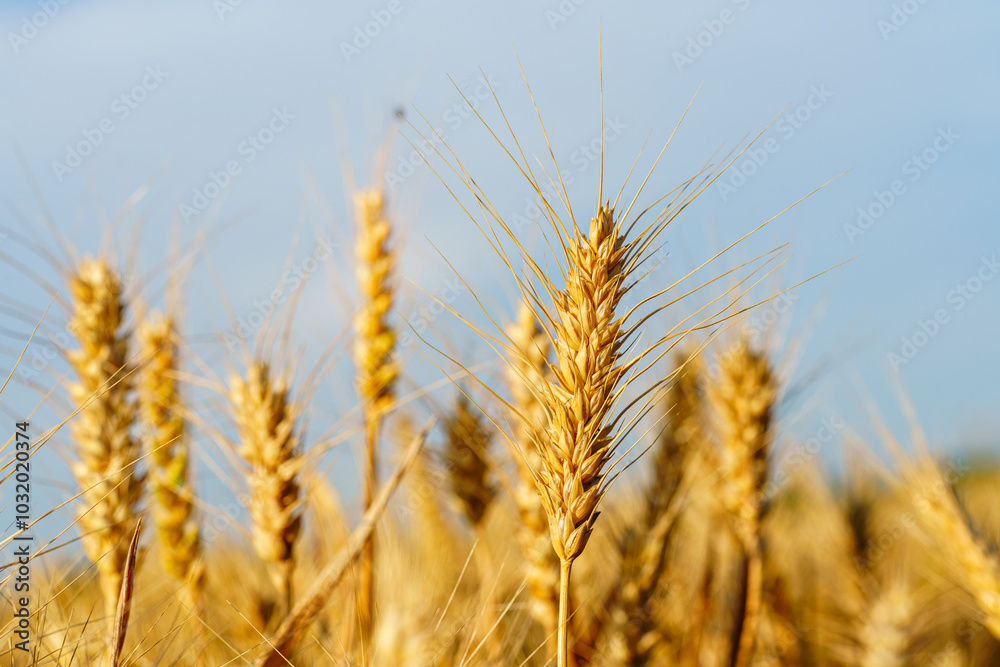 Golden ripe wheat under blue sky in sunlight in summer Golden ripe wheat under blue sky in sunlight in summer