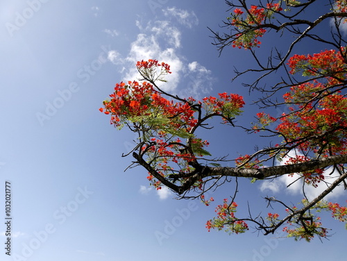 delonix regia, flowering royal poinciana with red flowers and blue sky background. Low angle view of flame tree branches in bloom