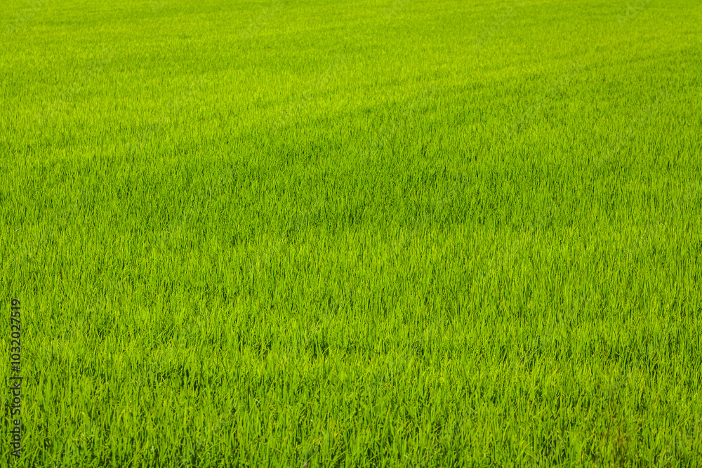 A vast, vibrant green field covered in dense grass or crops, stretching across the frame A vast, vibrant green field covered in dense grass or crops, stretching across the frame