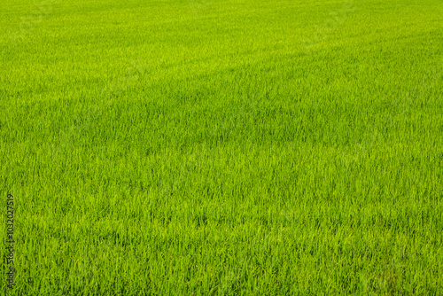 A vast, vibrant green field covered in dense grass or crops, stretching across the frame