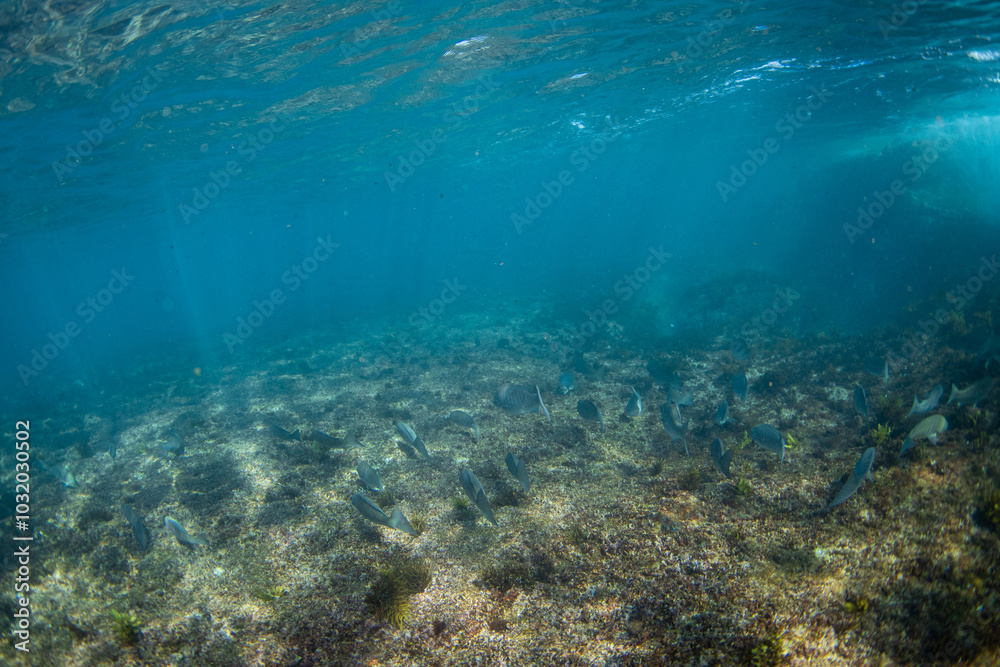 Group of fish swimming close to the reef. Group of fish swimming close to the reef.