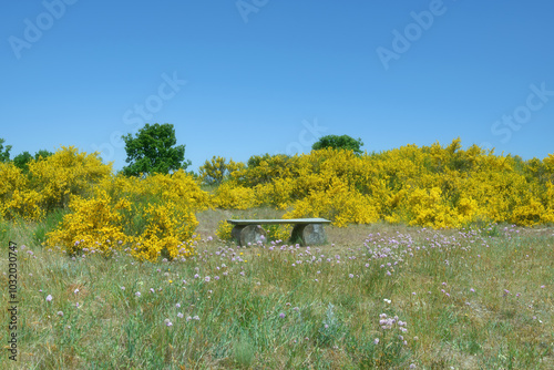 Schafberg Nature Reserve close to Middelhagen in Moenchgut,Ruegen,baltic Sea,Mecklenburg-Vorpommern,Germany photo