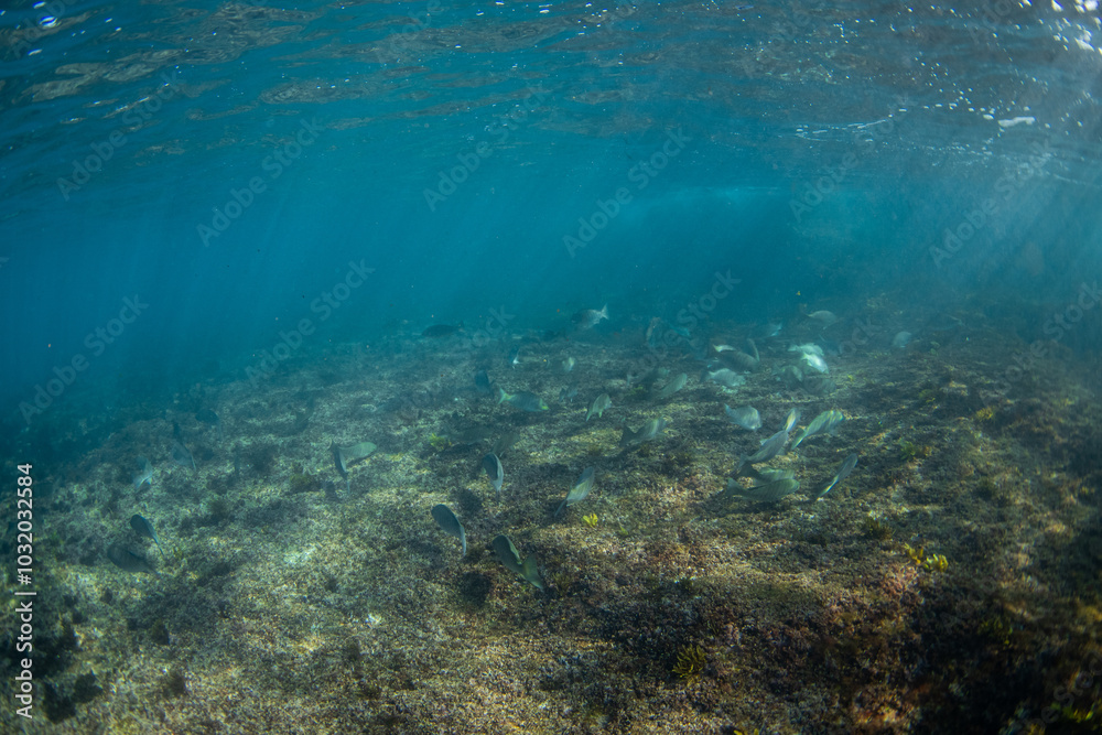 Group of fish under light rays swimming close the ocean floor. Group of fish under light rays swimming close the ocean floor.
