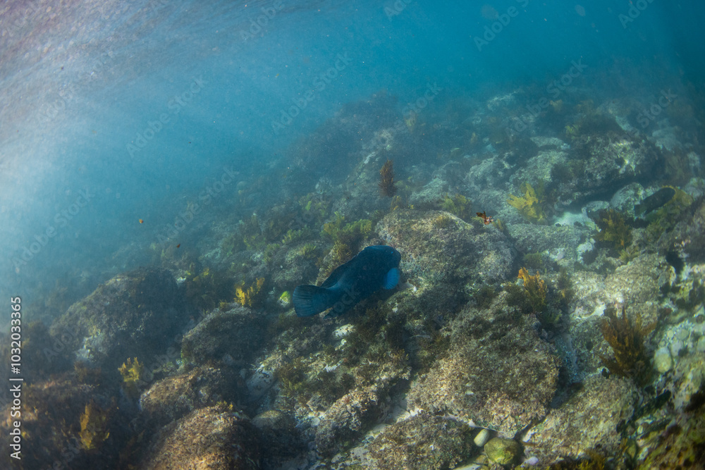 Fototapeta premium Big blue grouper swimming near the ocean floor.