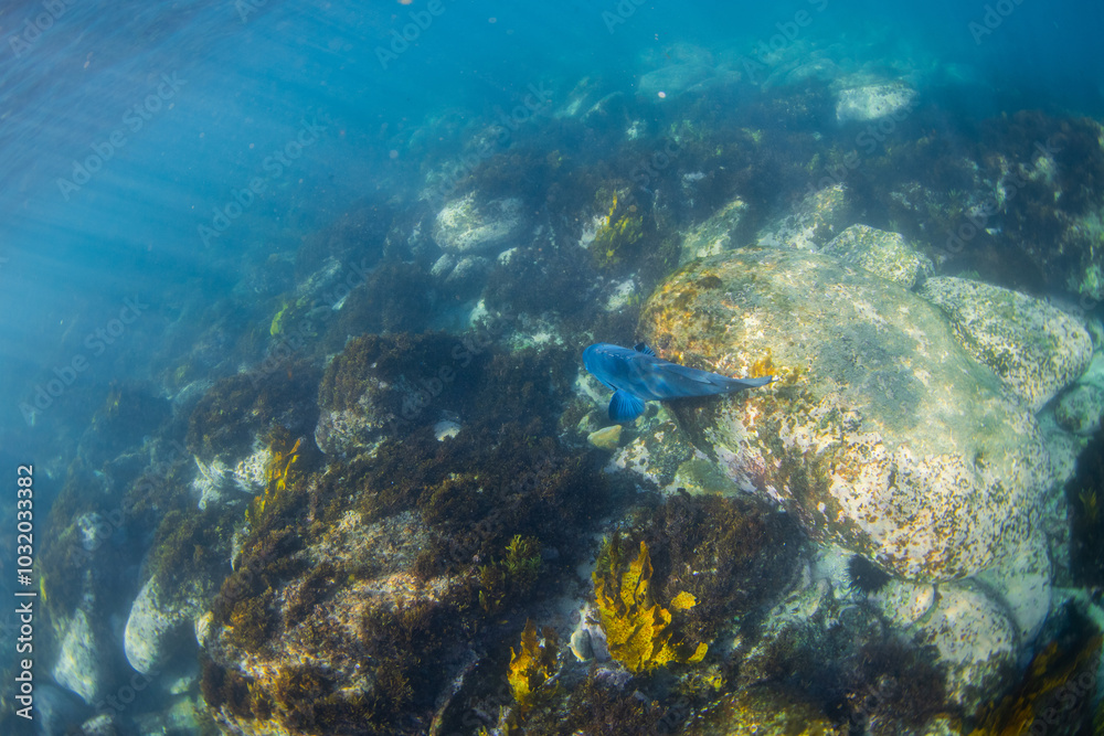 Fototapeta premium Big blue grouper swimming near the ocean floor.