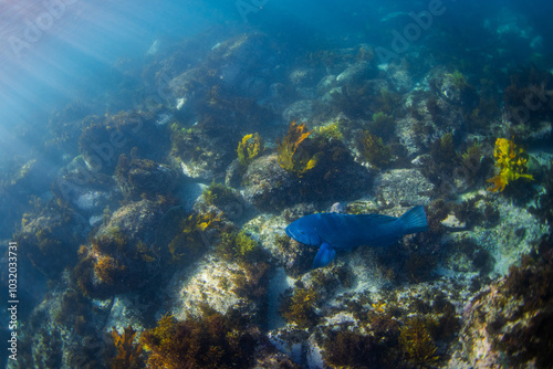 Big blue grouper swimming near the ocean floor.