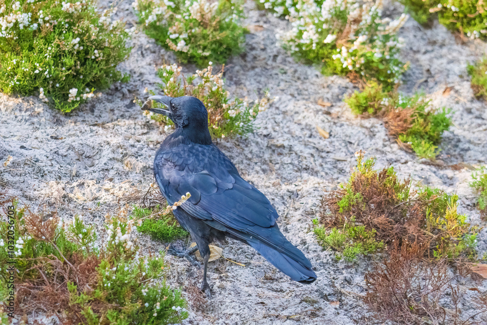 Fototapeta premium A black crow is walking on a sidewalk