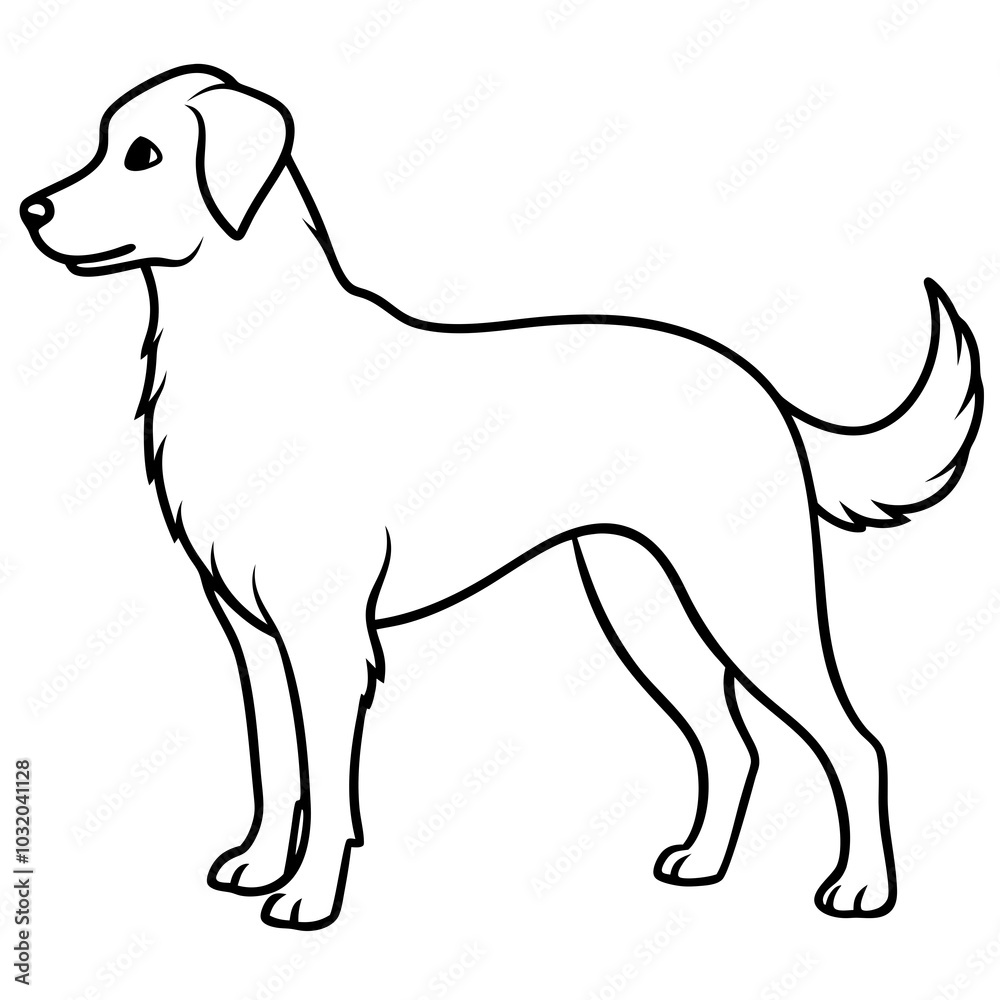 black and white dog black and white dog