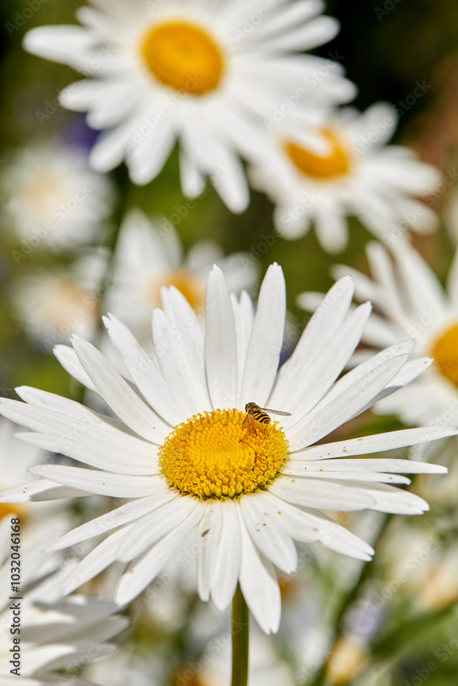 Daisy, flowers and nature with bee, environment and leaves with growth, sustainability and spring. Empty, insect and floral with marguerite, gardening or natural with agriculture, pollinate or plants Daisy, flowers and nature with bee, environment and leaves with growth, sustainability and spring. Empty, insect and floral with marguerite, gardening or natural with agriculture, pollinate or plants