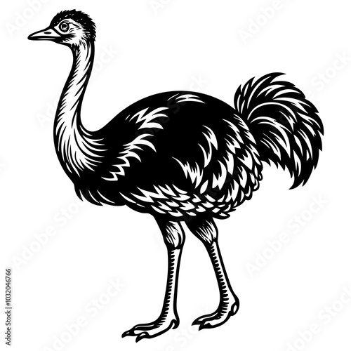 ostrich isolated on white