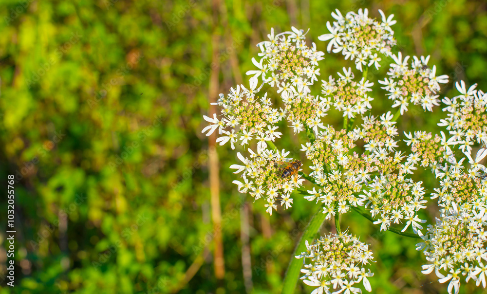 Bee on a flower in wetland in autumn, Almere, Flevoland, The Netherlands, October 15, 2024 Bee on a flower in wetland in autumn, Almere, Flevoland, The Netherlands, October 15, 2024