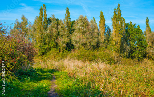 The edge of a lake in a sunny autumn, Almere, Flevoland, The Netherlands, October 15, 2024