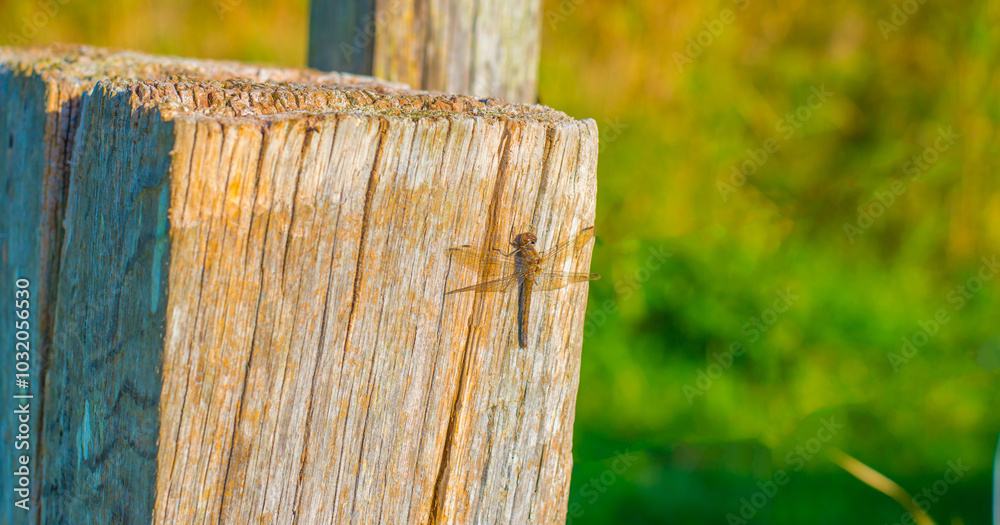 Dragonfly on a pole in a field in wetland in bright sunlight in autumn, Almere, Flevoland, The Netherlands, October 15, 2024 Dragonfly on a pole in a field in wetland in bright sunlight in autumn, Almere, Flevoland, The Netherlands, October 15, 2024