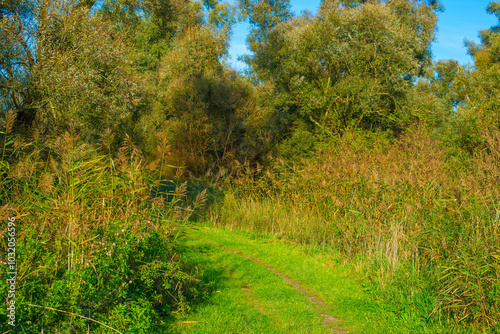 The edge of a lake in a sunny autumn, Almere, Flevoland, The Netherlands, October 15, 2024