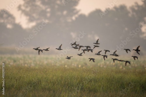 A group of ducks in flight against a hazy, golden sky. The ducks are silhouetted against the bright background, creating a dramatic scene. The image has a peaceful and tranquil feel. photo