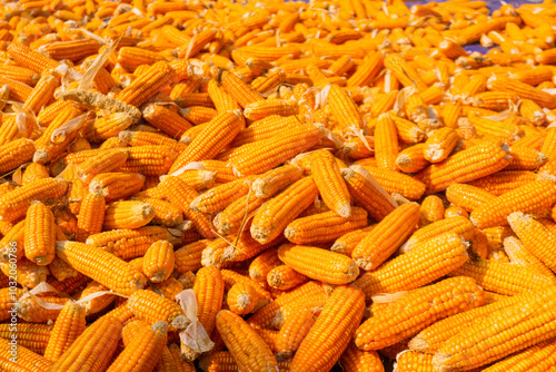 Piles of corn are placed in the fields from the results of the collection after the main harvest, Corn harvest farming is planting in the fields