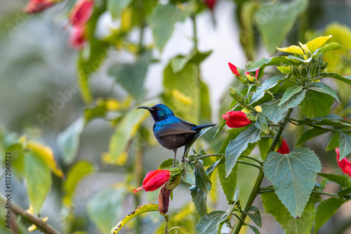 A Colorful, Vibrant Hummingbird Nestled Comfortably Among Bright, Colorful Flowers