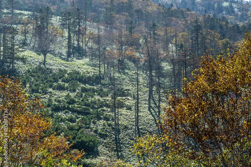 北海道・日勝峠、紅葉する山