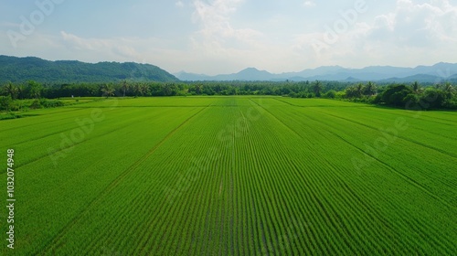 A Thai rice field in the countryside, with intricate rows of green rice plants stretching into the distance.