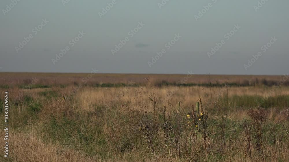 Small flock of finches birds flying close in rural landscape of nature reserve. Migrating bird looking for food in grass and on path England UK 4K Small flock of finches birds flying close in rural landscape of nature reserve. Migrating bird looking for food in grass and on path England UK 4K