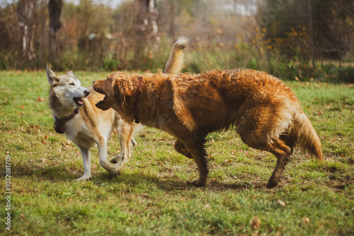 A husky and golden retriever play in the sun on a grassy field.