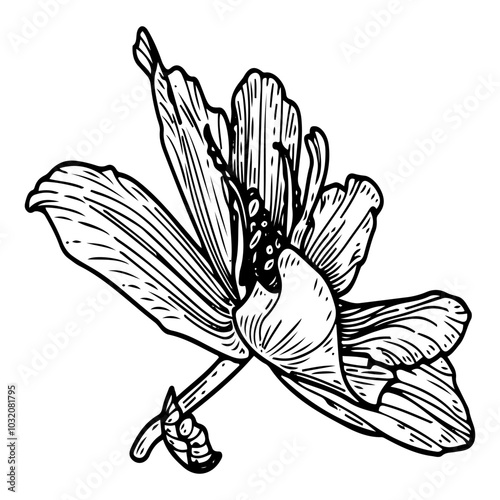 Begonia flower bud hand drawn sketch. Botanical illustration. Natural flowering plant. Flora, petals, flowers. Vector engraving line art.