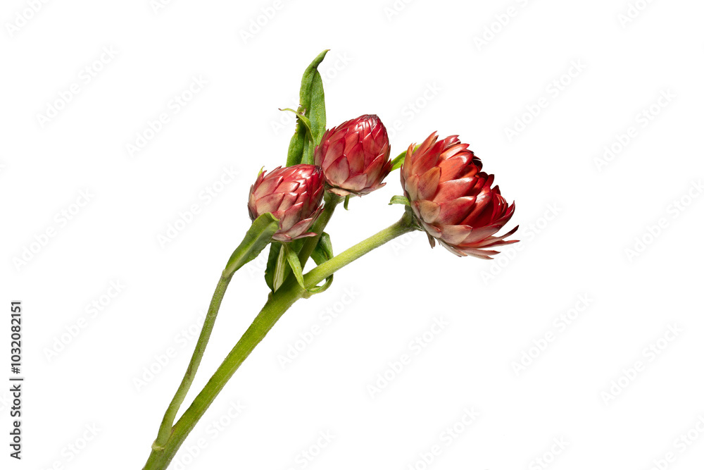 Red natural flower Helichrysum cut out on white close up. Decorative dried flower for decoration Red natural flower Helichrysum cut out on white close up. Decorative dried flower for decoration