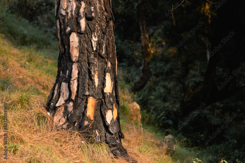 Burned pines after a forest fire. Black burned bark of pines in a woods. Summer forest fire Burned pines after a forest fire. Black burned bark of pines in a woods. Summer forest fire
