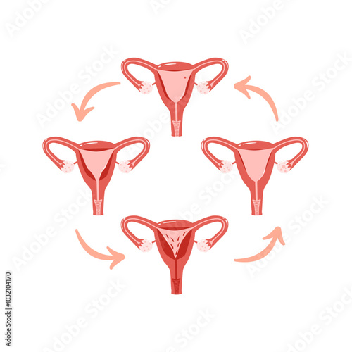 Menstruation Cycle Illustration