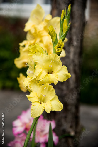 yellow flowers in garden