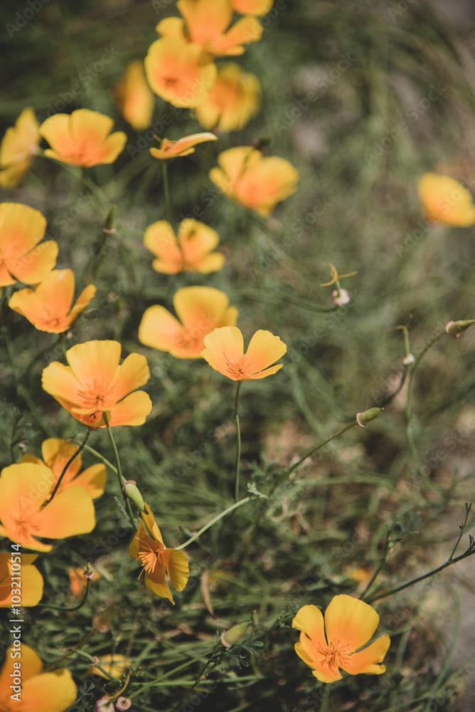 yellow poppy flowers in the meadow yellow poppy flowers in the meadow