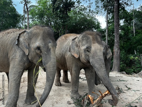 Canvas Print elephants