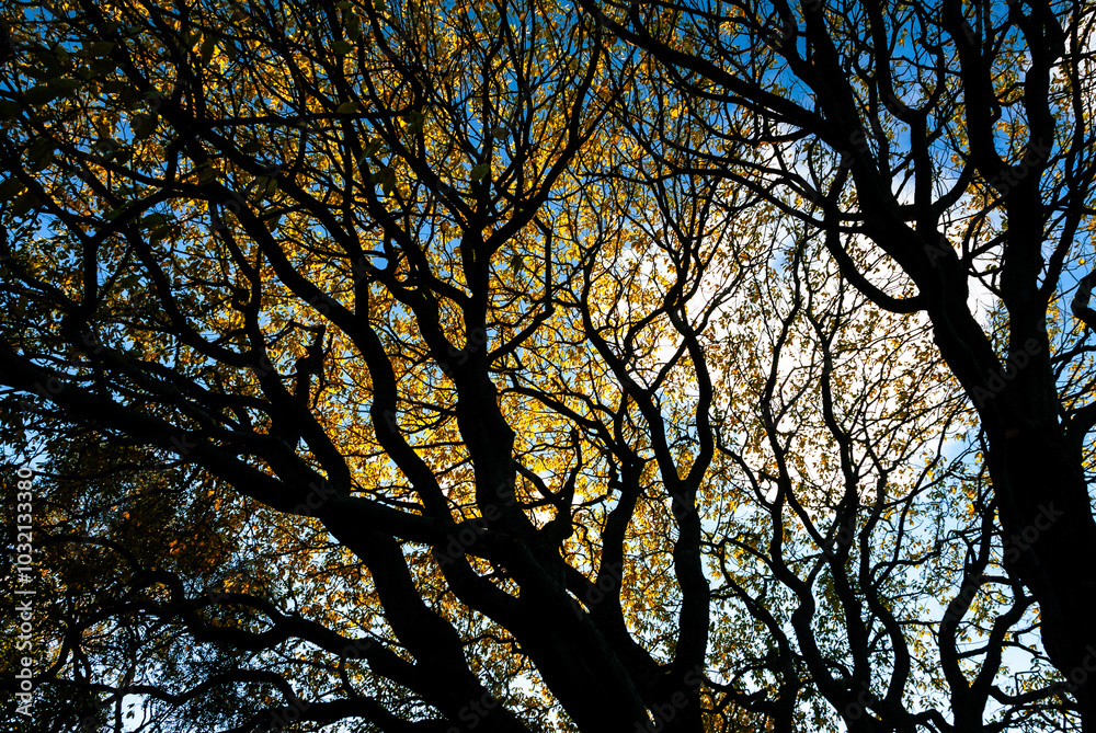 tree in a public park in Reykjavík, Iceland tree in a public park in Reykjavík, Iceland