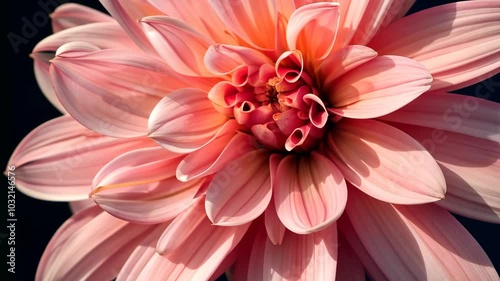 Close-up of pink dahlia flower with dark background, floral beauty concept.