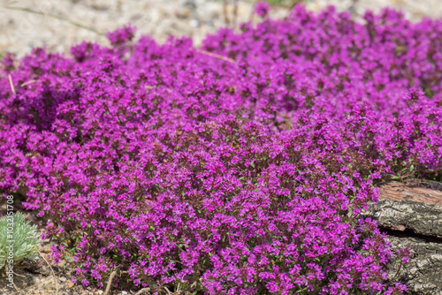 Roter Sand-Thymian (Coccineus) photo