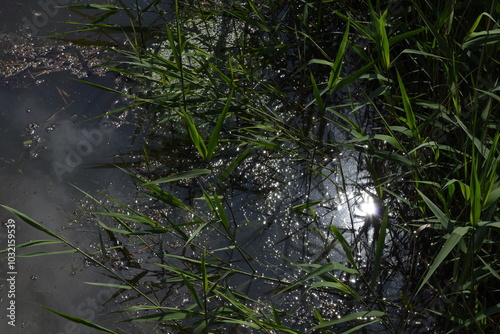 Mess of twigs and branches falling into a lake in the British countryside.