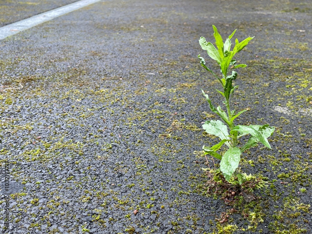 Lone healthy plant growing through tarmac on road surface in a city