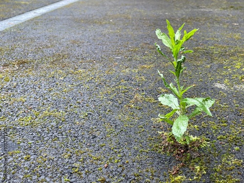 Obraz na płótnie Lone healthy plant growing through tarmac on road surface in a city w salonie