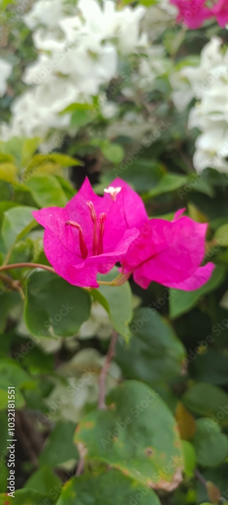 A vibrant pink bougainvillea flower is in full bloom, surrounded by lush green leaves. A vibrant pink bougainvillea flower is in full bloom, surrounded by lush green leaves.