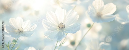 White Cosmos Flowers in Soft Light