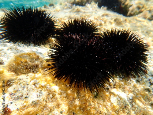 Purple sea urchin, Rock sea urchin or Stony sea urchin (Paracentrotus lividus) undersea, Aegean Sea, Greece, Halkidiki, Kakoudia beach photo