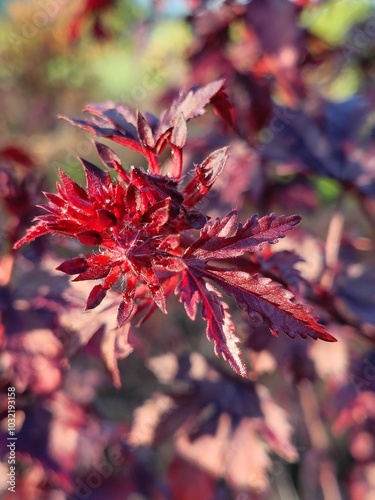 African Rosemallow, Cranberry Hibiscus, False Rosella, Maroon Mallow, Red Leaved Hibiscus photo