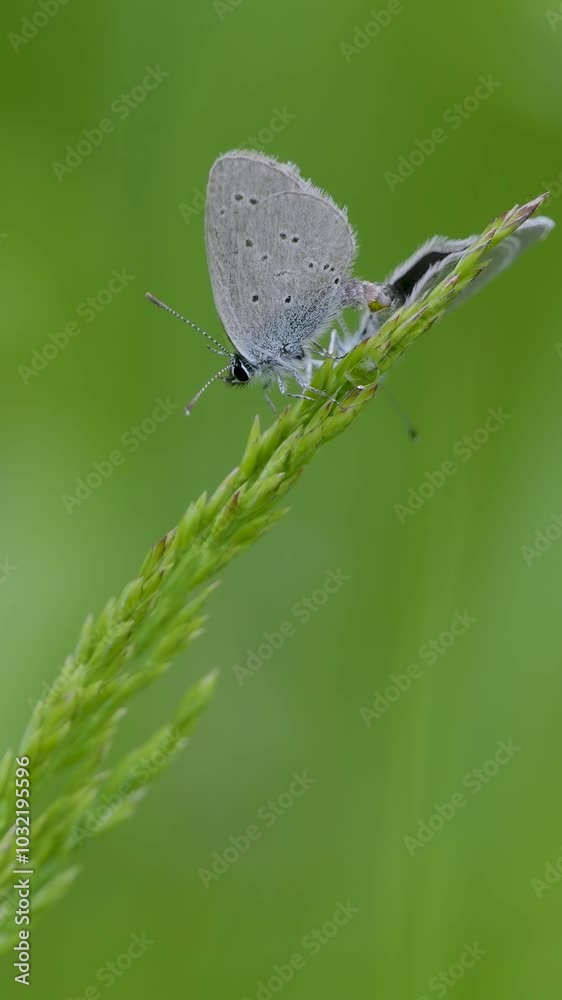 Vertical Video of Small Blue Butterflies on a Grass Stem Vertical Video of Small Blue Butterflies on a Grass Stem